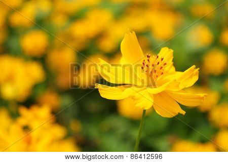 Yellow Cosmos Flower Blossom Focus on Just a Single Flower