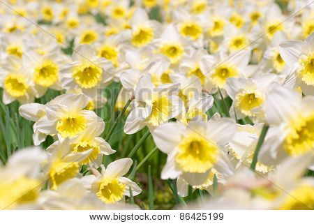 White Narcissuses