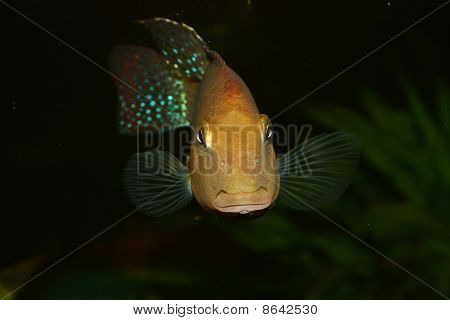 Redhead cichlide (Geophagus steindachneri)