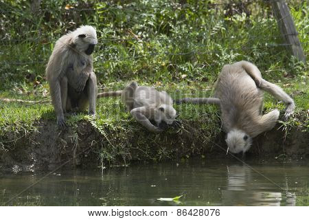 Hanuman Langur In Bardia, Nepal