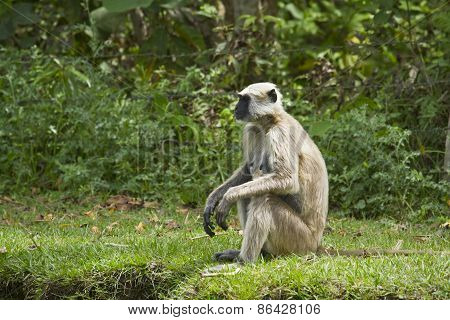 Hanuman Langur In Bardia, Nepal
