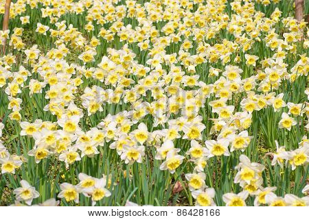 White Narcissuses