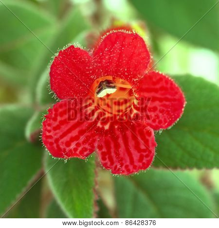 Red Flowers (kohleria Rongo)