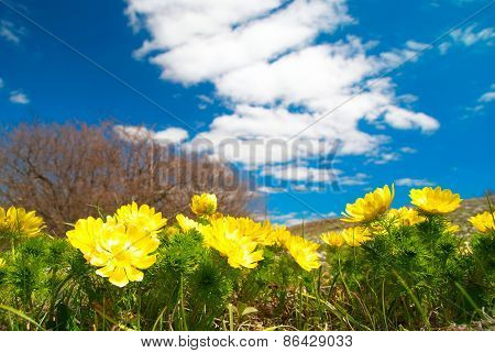 Yellow Flowers (adonis Vernalis)