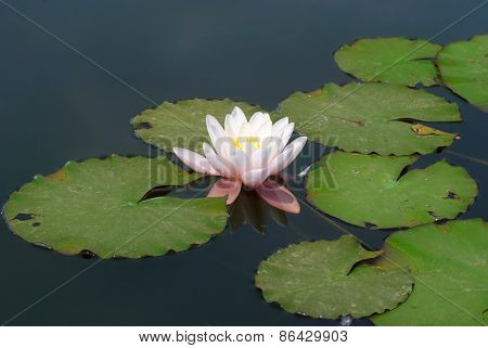 Water Lily