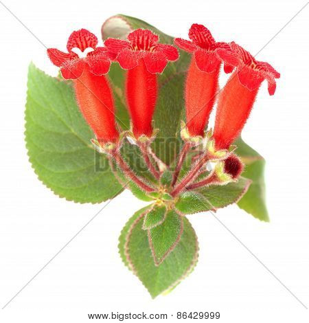 Red Flowers (kohleria Rongo)