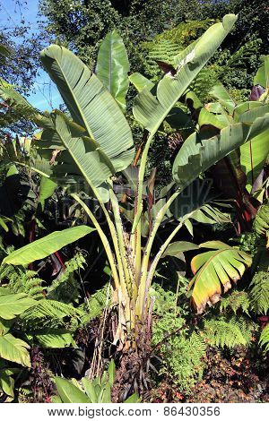 Banana tree