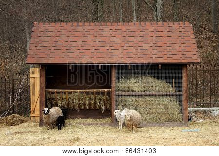 Family of sheeps