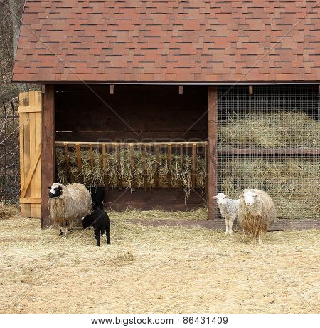 Family of sheeps
