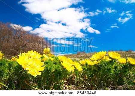 Yellow Flowers (adonis Vernalis)
