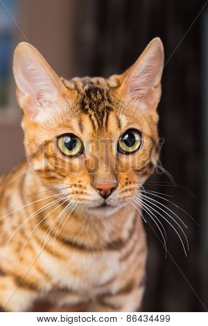 Portrait of bengal cat close-up