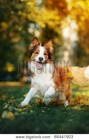 Young Border Collie Dog Playing With Leaves In Autumn
