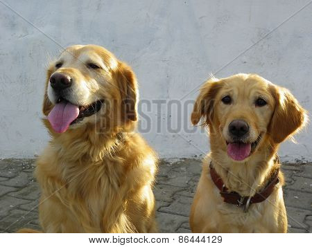 Dogs