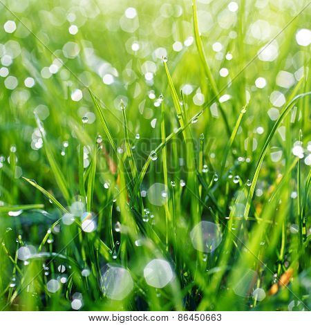 Green grass with water drops