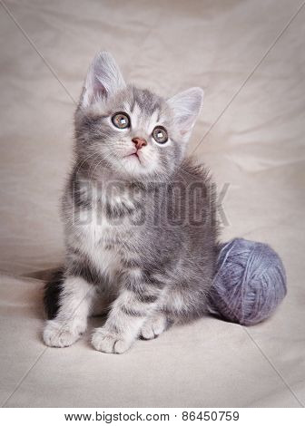 beautiful gray kitten
