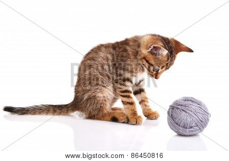 striped kitten with gray ball