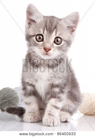 cute gray kitten