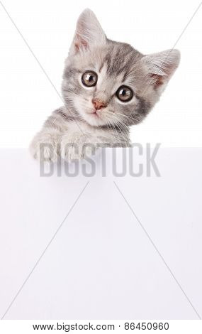 gray cat with white board