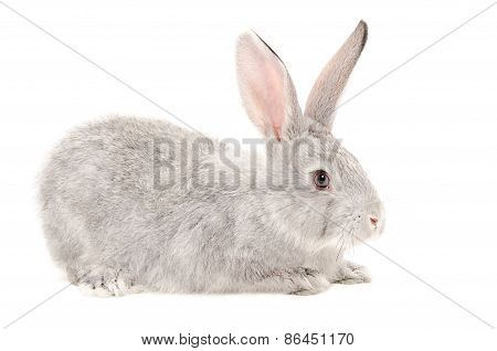 Gray bunny