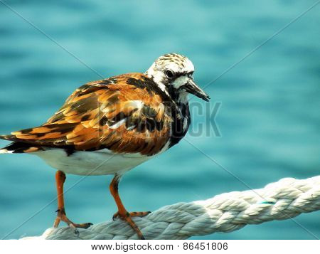 Ruddy turnstone