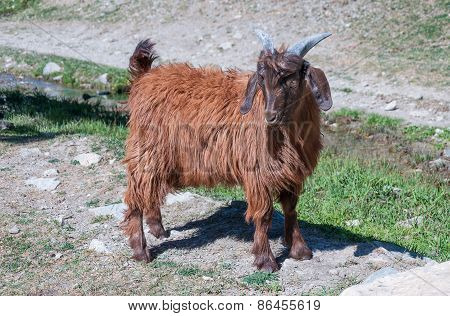 Baby brown goat standing on green grass