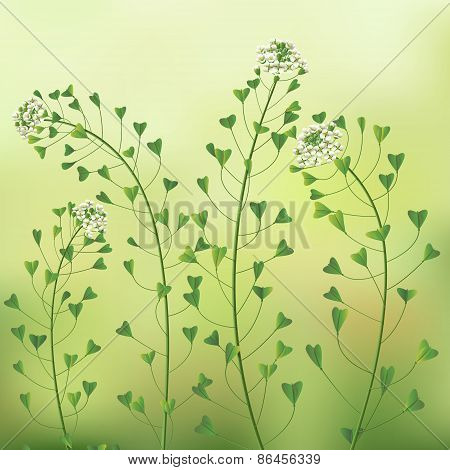 Blindweed Flowers.
