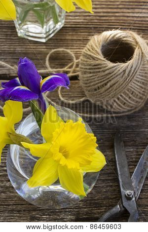 easter daffodil