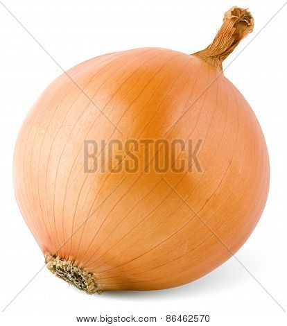 Bulb Onion