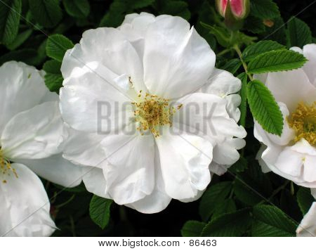 Weiße Strauch-Rose