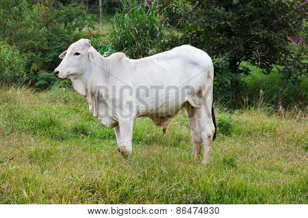 Nellore - Brazilian Beef Cattle Bull In Field