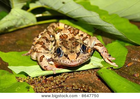Pickerel Frog (Rana palustris)