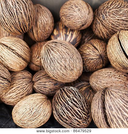 cerbera odollam dried seed