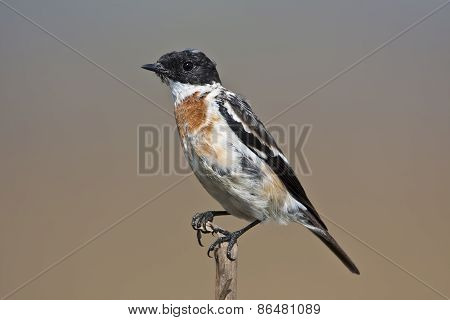 African stonechat or common stonechat on a branch, Nepal