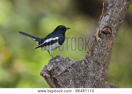 Copsychus saularis, oriental magpie robin on a log at Bardia, Nepal