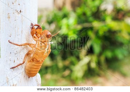 Cicada Slough