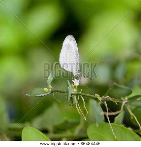 Large White Butterfly