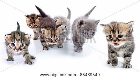 Studio Isolated Portrait Of Large Group Of Kittens
