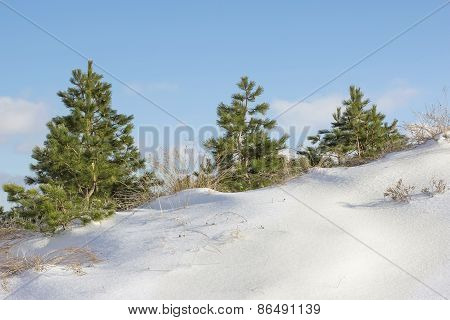 Three Pine Trees On A Snowy Hill
