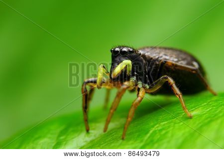 Black jumping spider (Heliophanus cupreus) on the leaf