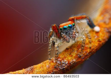 Mediterranean jumping spider (Saitis barbipes) with rusty background