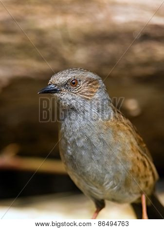 Dunnock bird on the branch