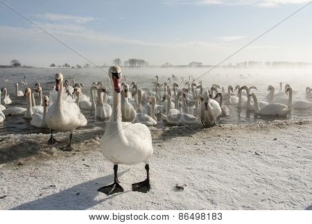 Swans and Winter