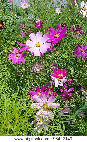 Beautiful Cosmos Flowers