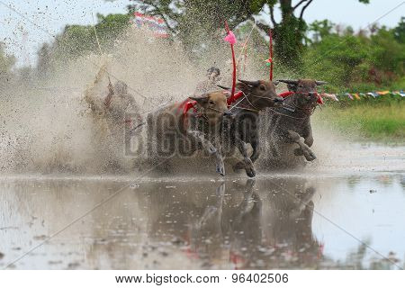 Water Buffalo Tradition