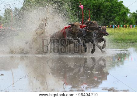 Water Buffalo Tradition