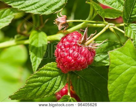 Ripe Wild Raspberry On A Branch Macro
