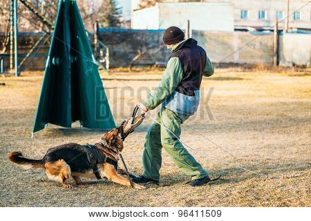 German Shepherd Dog training