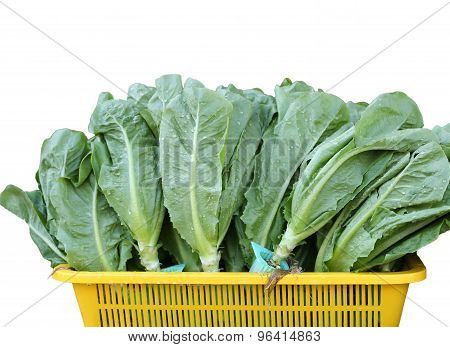 Green Lettuce In Yellow Basket Isolated