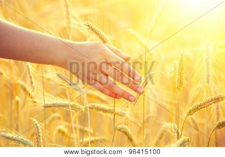 Woman hand running through wheat field. Girl's hand touching yellow wheat ears closeup. Harvest concept. Harvesting