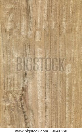 Seamless Eucalyptus Texture
